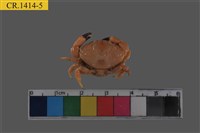 藏品(肉球皺蟹)的圖片